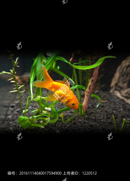 金色的魚