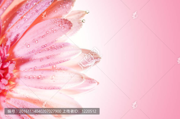 美麗的玫瑰花瓣，花瓣上有水珠