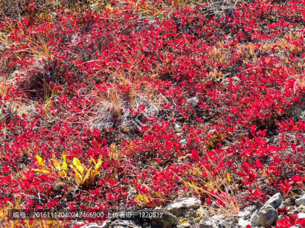 紅色金色高山植被背景