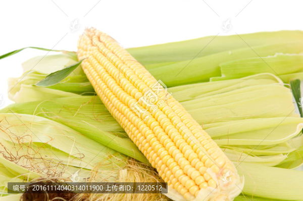 玉米穗
