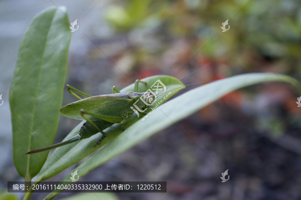 蚱蜢