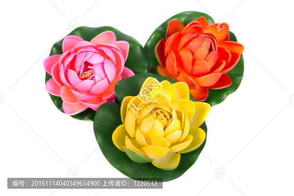 水百合花