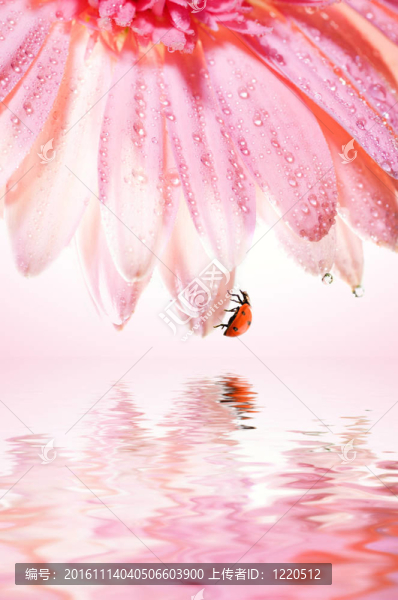 美麗的玫瑰上的花瓣reflefted渲染水瓢蟲花