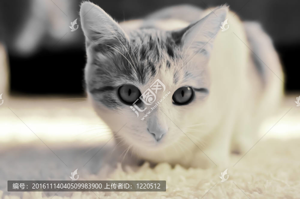 憂郁的凝視一只貓
