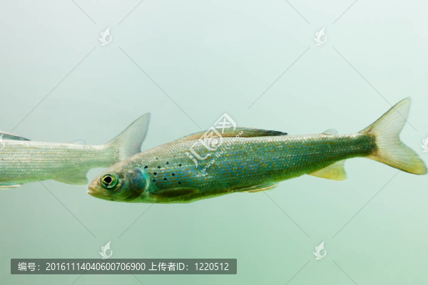 北極茴（茴魚(yú)arcticus）水下