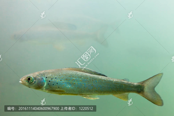 北極茴（茴魚arcticus）水下