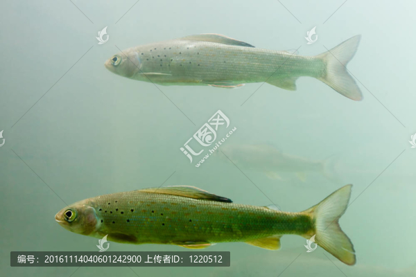 北極茴魚灘（北極茴魚）