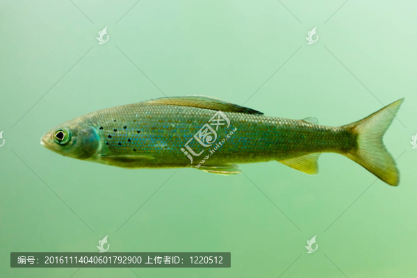北極茴（茴魚(yú)arcticus）水下