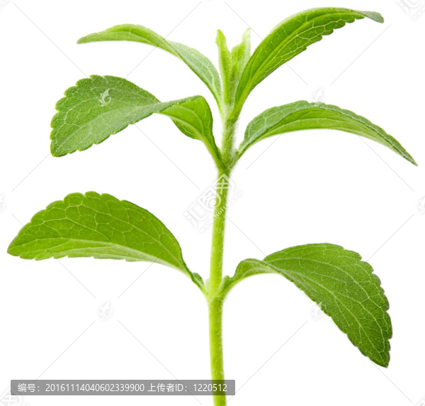 甜菊植物剪影