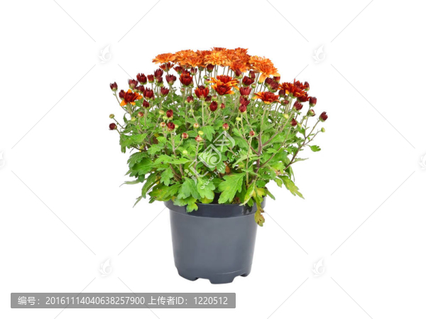 菊花在花盆里發(fā)芽；在白色背景上分離