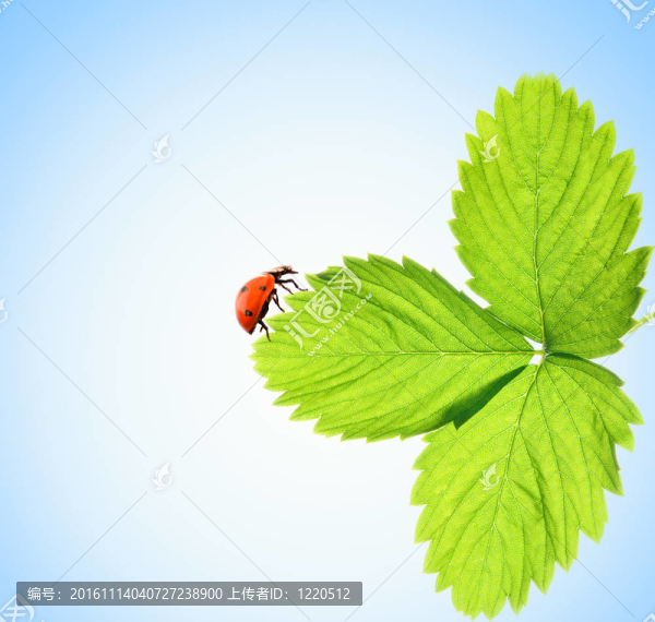 瓢蟲在綠葉