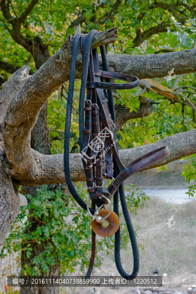 馬具-匯圖網(wǎng) www.fosd68.com 馬具