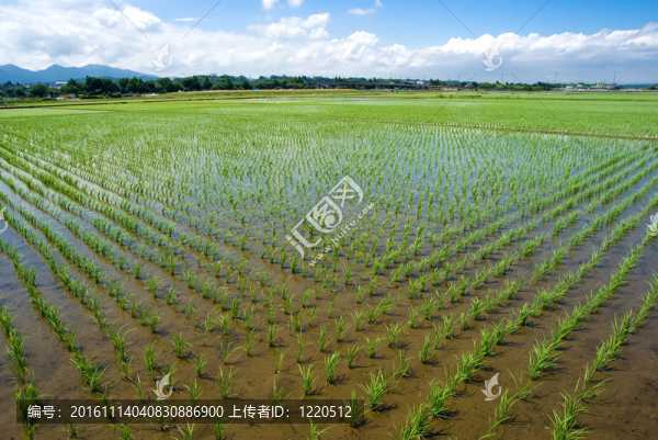 Paddy與水稻幼苗