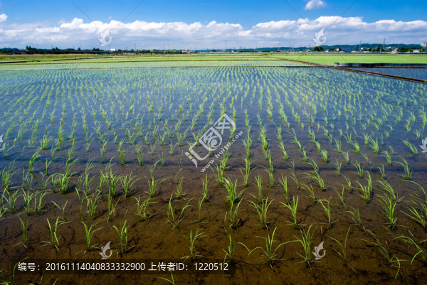 Paddy與水稻幼苗