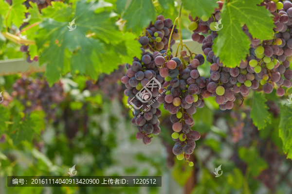 葡萄集群；水平；戶外