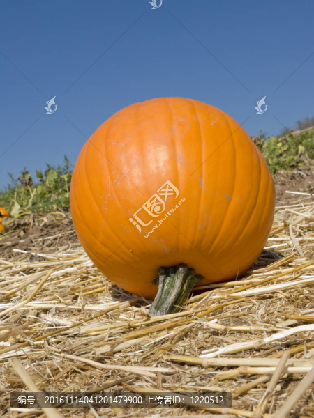 南瓜的黃金時(shí)間