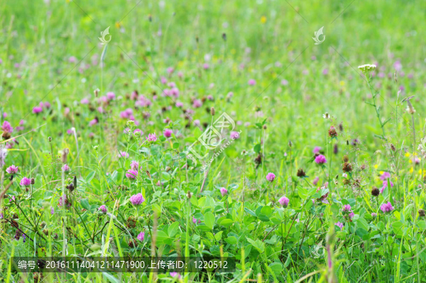 三葉草-匯圖網(wǎng) www.fosd68.com 三葉草