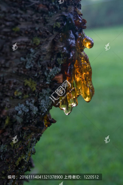櫻桃樹的汁液
