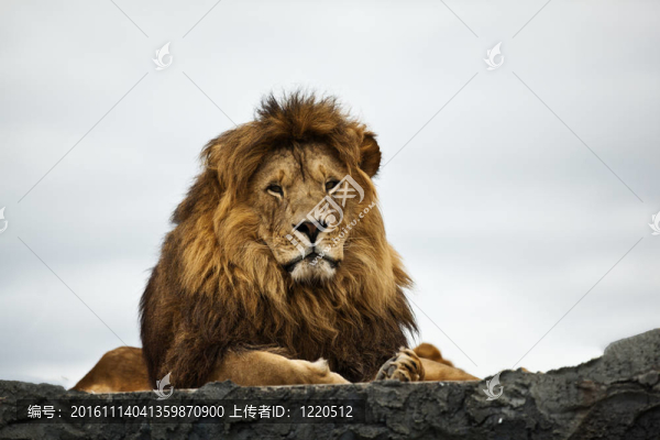 獅子