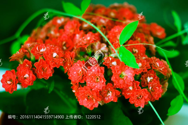 美麗的花朵