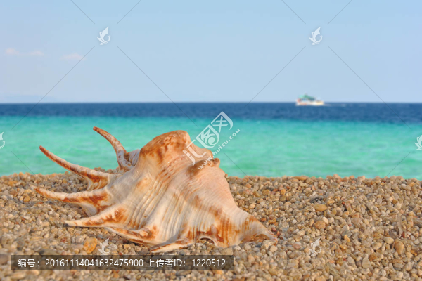 海灘上的貝殼4