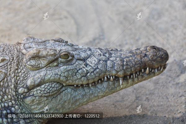 鱷魚