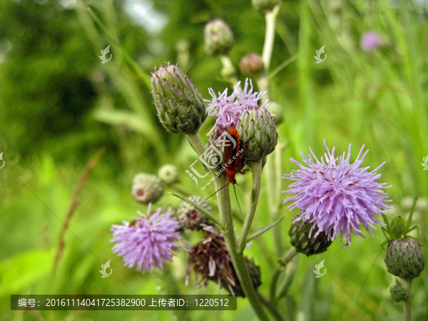 在薊的紅色昆蟲(chóng)-匯圖網(wǎng) www.fosd68.com 在薊的紅色昆蟲(chóng)
