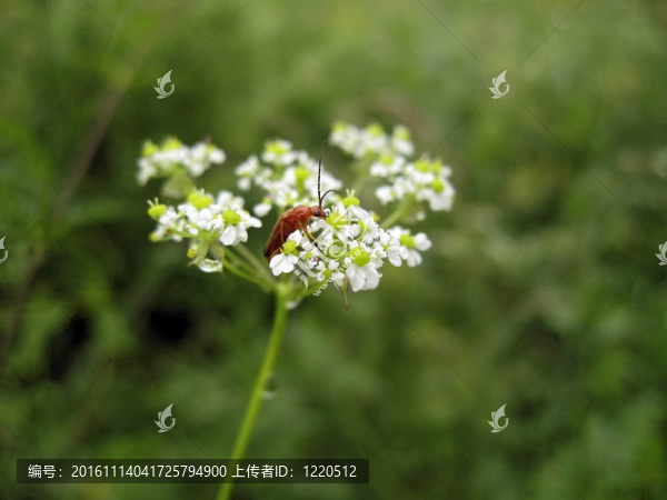 花上的紅色昆蟲