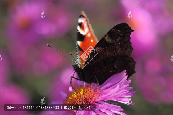 花園