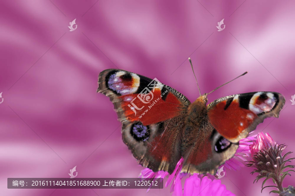 蝴蝶（歐洲孔雀）