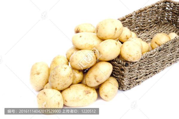 新土豆采摘在白色背景孤立的鄉(xiāng)村籃子