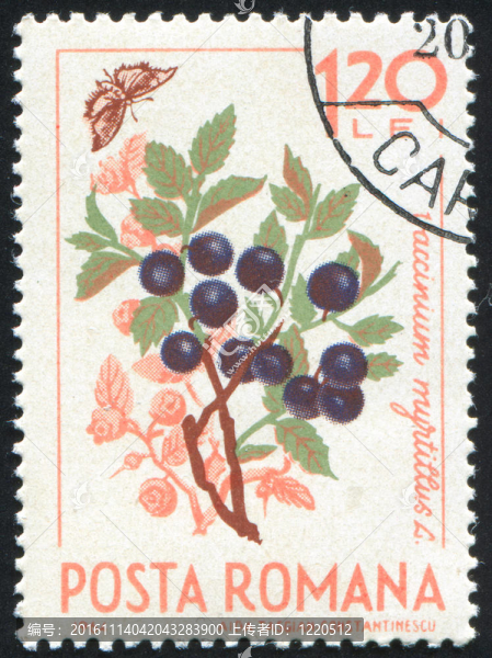 藍(lán)莓-匯圖網(wǎng) www.fosd68.com 藍(lán)莓