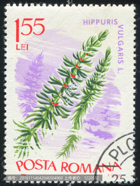 海洋植物-匯圖網(wǎng) www.fosd68.com 海洋植物