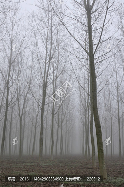 倫巴第霧林楊樹(shù)人工林
