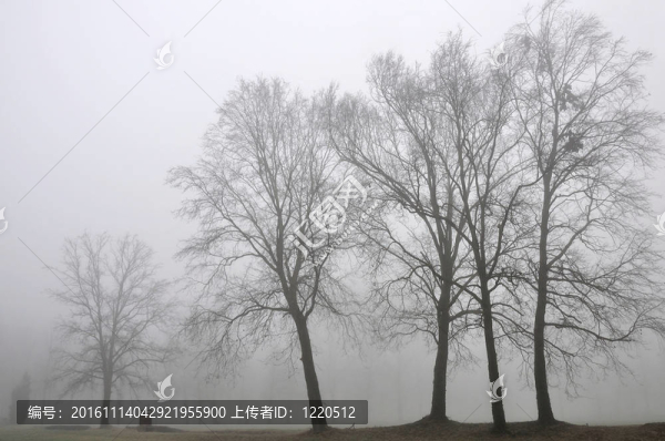 霧群樹；倫巴第
