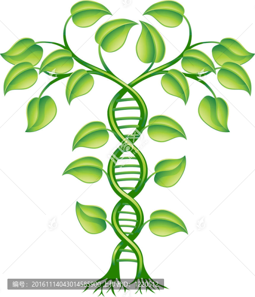 植物DNA的概念