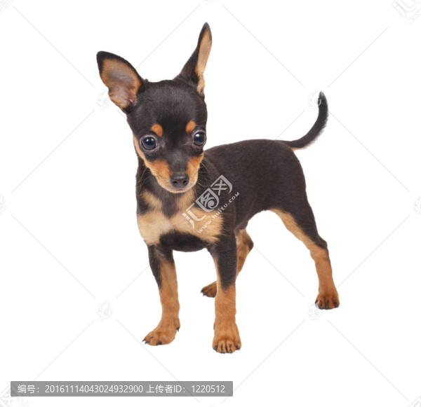 俄羅斯玩具獵犬在白色背景