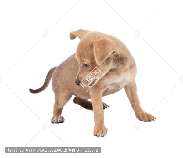 俄羅斯玩具獵犬在白色背景