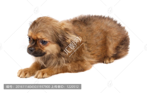 一個(gè)可愛的純種狗奇瓦瓦在白色背景前的肖像