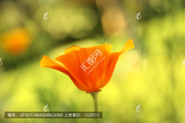 美麗的橙色罌粟花在花園里