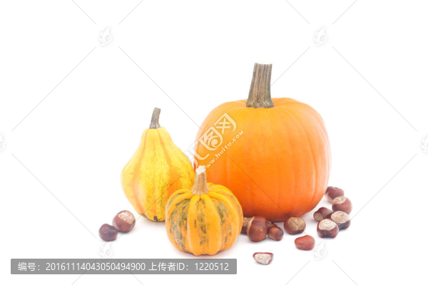 光明；秋；美；美；背景；板栗；農(nóng)業(yè)