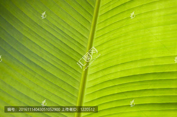 香蕉葉