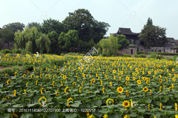 中國村附近的向日葵花田