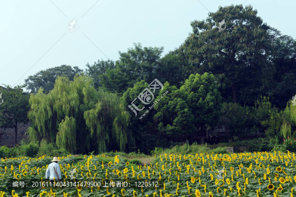 向日葵花田