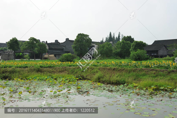 中國村附近的向日葵花田