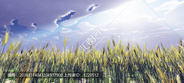 小麥田