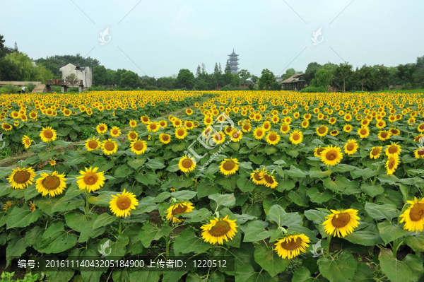 中國村附近的向日葵花田