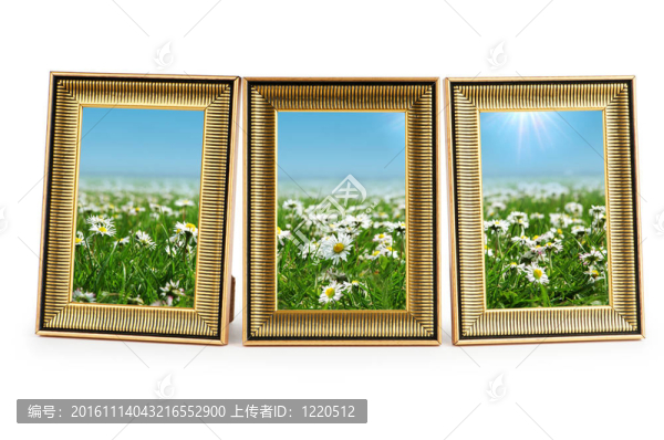 菊花在白色的畫框上