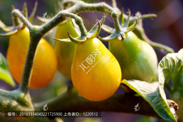 菜園西紅柿準(zhǔn)備采摘