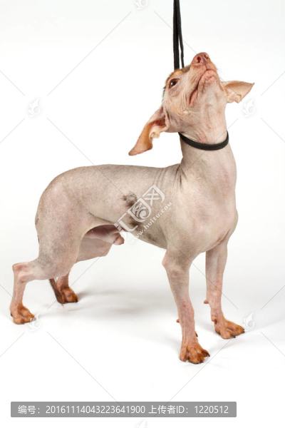 中國冠毛犬幼犬